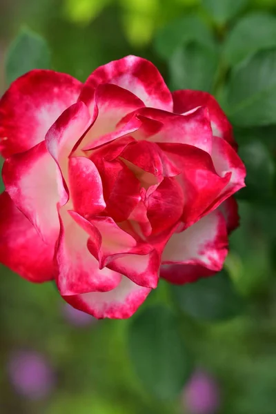 Прекрасный Цветок Розы Растет Саду — стоковое фото