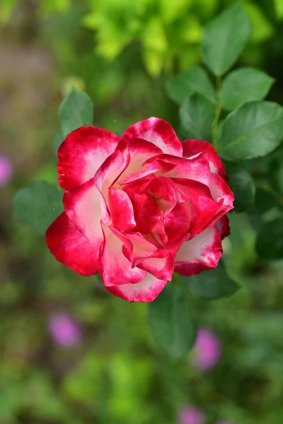 Krásná Růže Roste Zahradě — Stock fotografie
