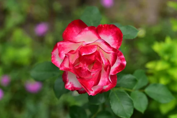 Hermosa Flor Rosa Creciendo Jardín —  Fotos de Stock