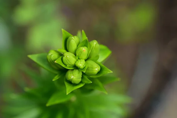 Крупним Планом Зелена Рослина Росте Весняному Саду — стокове фото