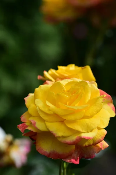 Schöne Gelbe Tendre Rose Garten — Stockfoto