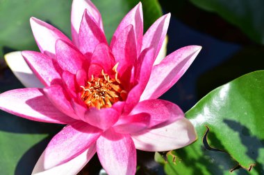 Gölette güzel pembe nilüfer çiçeği, yakın görüş.