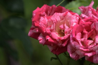 Bahçede büyüyen pembe çiçekler.