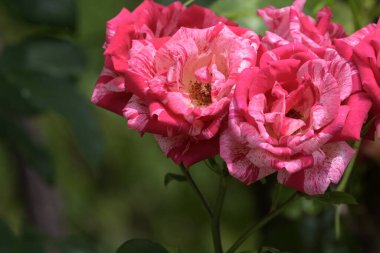 Bahçede büyüyen pembe çiçekler.