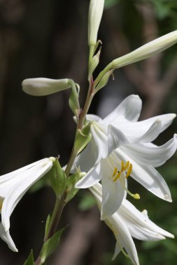 Güzel beyaz çiçeklerin yakın görüntüsü