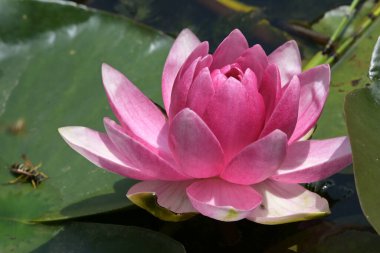 Gölette güzel pembe nilüfer çiçeği, yakın görüş.