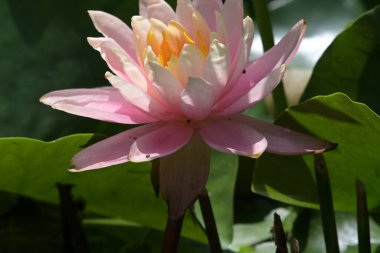 Gölette güzel pembe nilüfer çiçeği, yakın görüş.