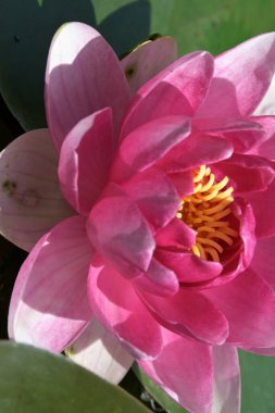 Güzel zambak gölette, yakın manzara