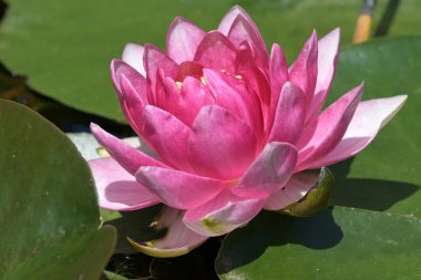 Gölette güzel pembe nilüfer çiçeği, yakın görüş.