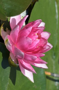 Güzel zambak gölette, yakın manzara