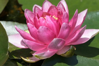 Gölette güzel pembe nilüfer çiçeği, yakın görüş.