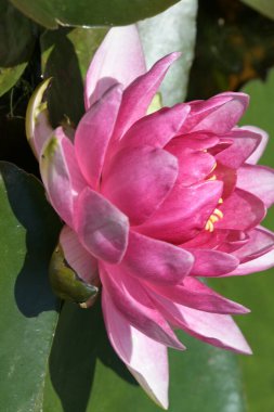 Güzel zambak gölette, yakın manzara