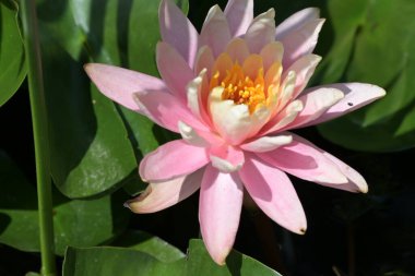 Gölette güzel pembe nilüfer çiçeği, yakın görüş.