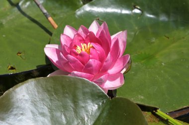 Gölette güzel pembe nilüfer çiçeği, yakın görüş.