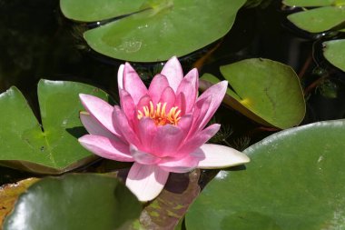 Gölette güzel pembe nilüfer çiçeği, yakın görüş.