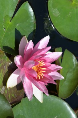 Güzel zambak gölette, yakın manzara