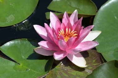 Gölette güzel pembe nilüfer çiçeği, yakın görüş.