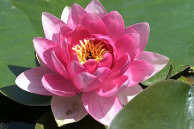 Gölette güzel pembe nilüfer çiçeği, yakın görüş.