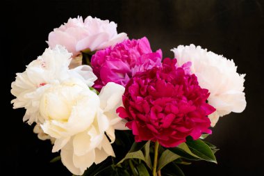 Koyu arkaplanda güzel bir şakayık buketi