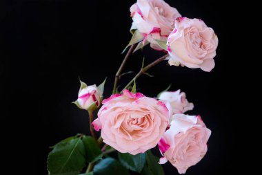 Siyah arka planda güzel pembe güller