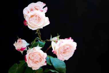 Siyah arka planda güzel pembe güller