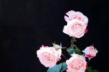 Siyah arka planda güzel pembe güller