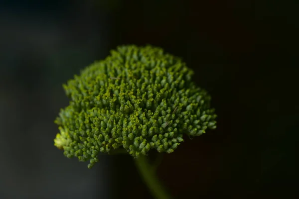 Green Plant Slose — Stock Photo, Image