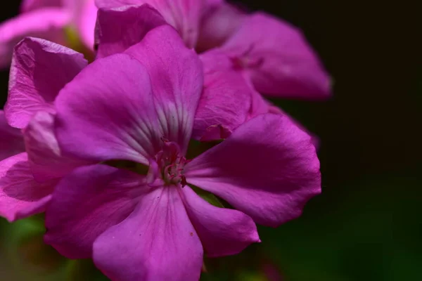 Fioritura Fiori Rosa Che Crescono Giardino — Foto Stock