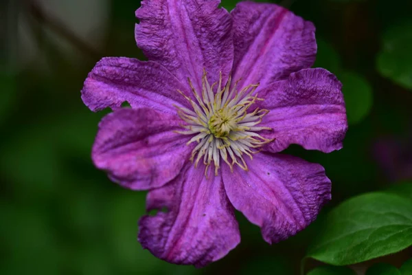 Zbliżenie Piękny Kwitnący Fioletowy Kwiat Ogrodzie — Zdjęcie stockowe