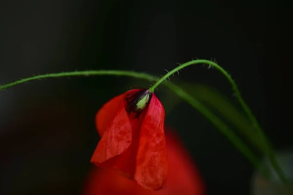 Red Poppy Flowers Dark Background — Stockfoto