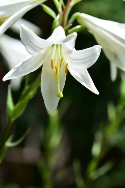 Nahaufnahme Von Schönen Weißen Blühenden Blumen — Stockfoto