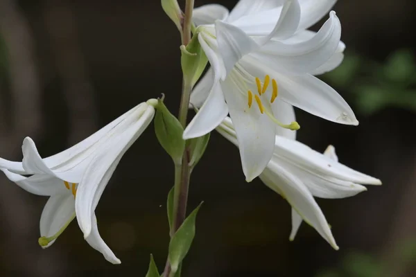 Vue Rapprochée Belles Fleurs Blanches Fleurs — Photo