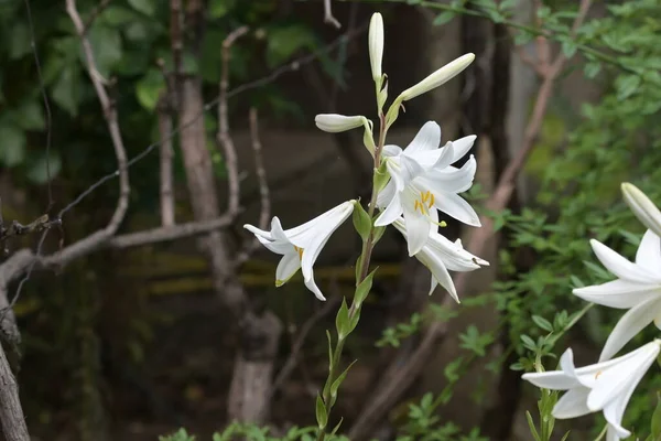 Zblízka Pohled Krásné Bílé Kvetoucí Květiny — Stock fotografie