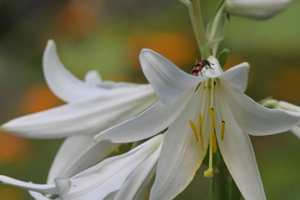 Robak Siedzi Białych Lilii Kwiaty — Zdjęcie stockowe