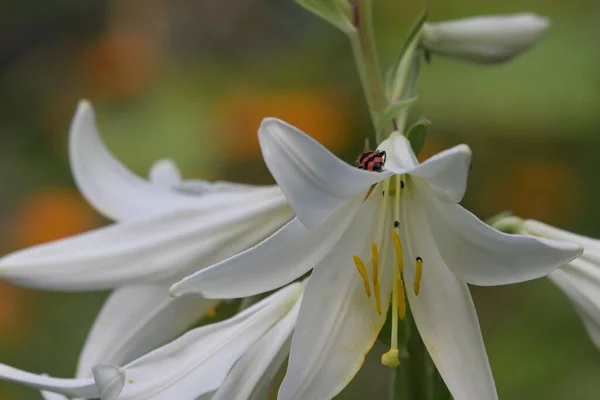 Käfer Sitzt Auf Den Weißen Lilienblüten — Stockfoto