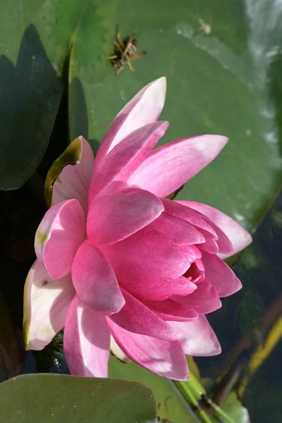 Beautiful Lily Pond Close View — Stock Photo, Image