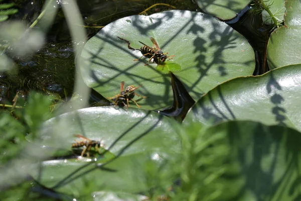 Menutup Dari Lebah Pada Daun — Stok Foto