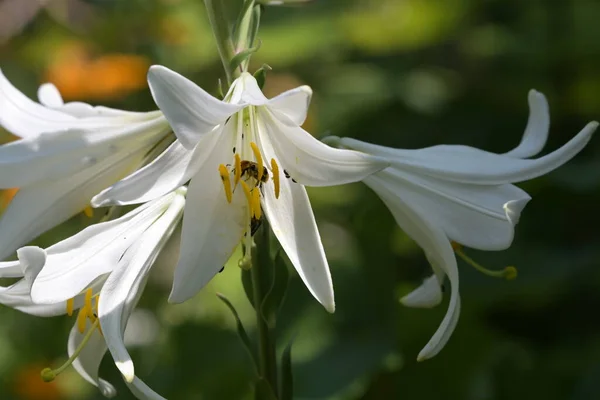 Közeli Kilátás Gyönyörű Fehér Virágzó Virágok — Stock Fotó