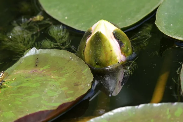 Vackra Lotusblommor Trädgården — Stockfoto