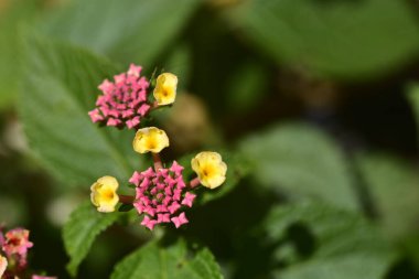 Bahçedeki güzel renkli çiçekler.