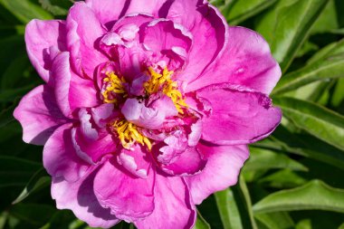 bahçede büyüyen güzel pembe çiçekler