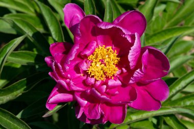 bahçede büyüyen güzel pembe çiçekler