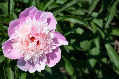 bahçede büyüyen güzel pembe çiçekler