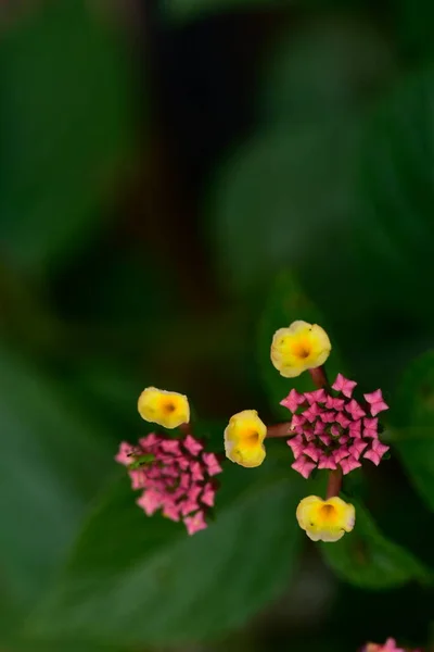 庭の美しい色とりどりの花々 — ストック写真