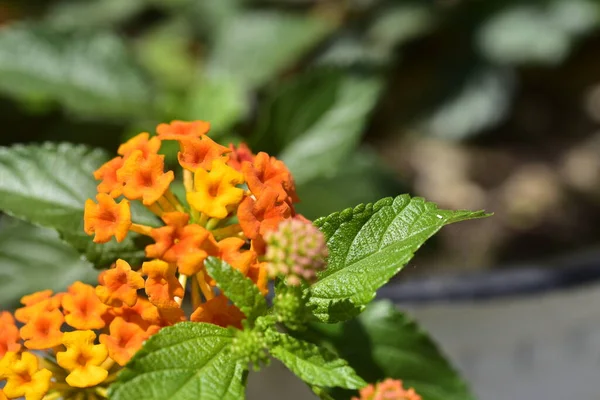 Hermosas Flores Naranjas Creciendo Jardín — Foto de Stock