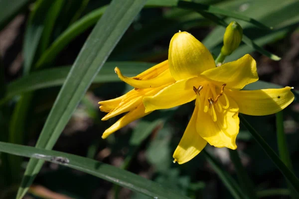Flores Amarillas Creciendo Jardín — Foto de Stock