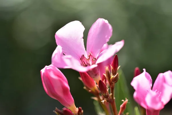 정원에서 핑크색 — 스톡 사진