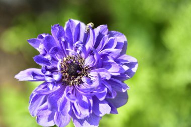 Bahçede açan güzel mor çiçeğe yaklaş.