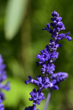 Bahçede yetişen narin mor çiçekler