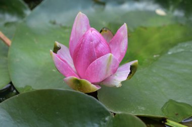 Gölette güzel pembe nilüfer çiçeği, yakın görüş.